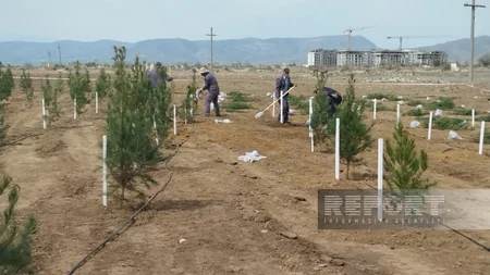 Heydər Əliyevin 100 illik yubileyi ilə əlaqədar Ağdamda ağacəkmə aksiyası keçirilib