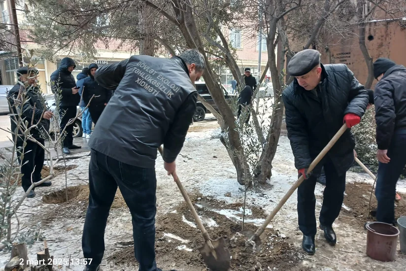 Binəqədi rayonunda ağac kəsintisi faktı aşkarlanıb