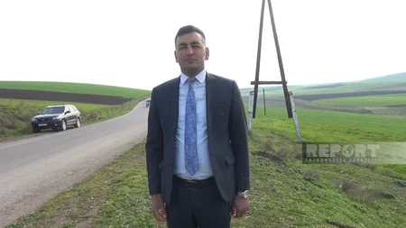 Cəlilabadda yol kənarında əkilən şam ağacları kütləvi şəkildə məhv edilib