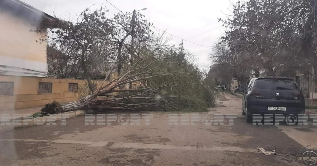 Salyanda güclü külək fəsadlara səbəb olub 