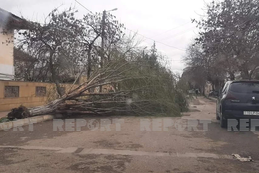 Salyanda güclü külək fəsadlara səbəb olub 