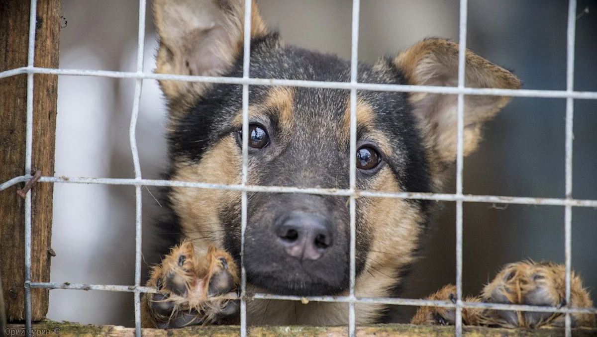MENR: We unambiguously condemn cruel treatment of animals