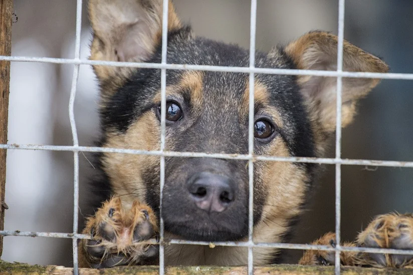 MENR: We unambiguously condemn cruel treatment of animals