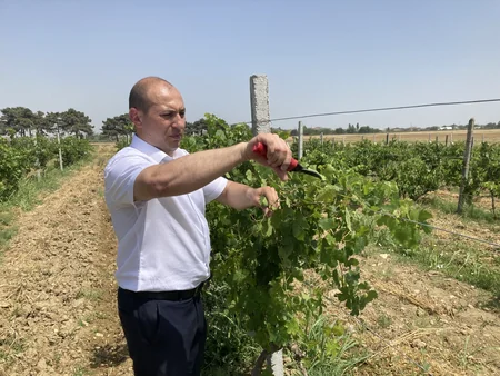 Nadir yerli üzüm sortlarının in vitro üsulu ilə çoxaldılmasına başlanılıb