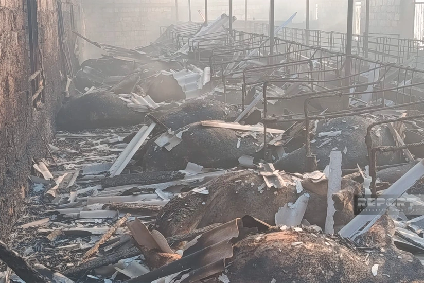 Salyanda fermada yanğın olub, 45 baş iribuynuzlu heyvan, 7 min ədəd ot bağlaması yanıb - VİDEO