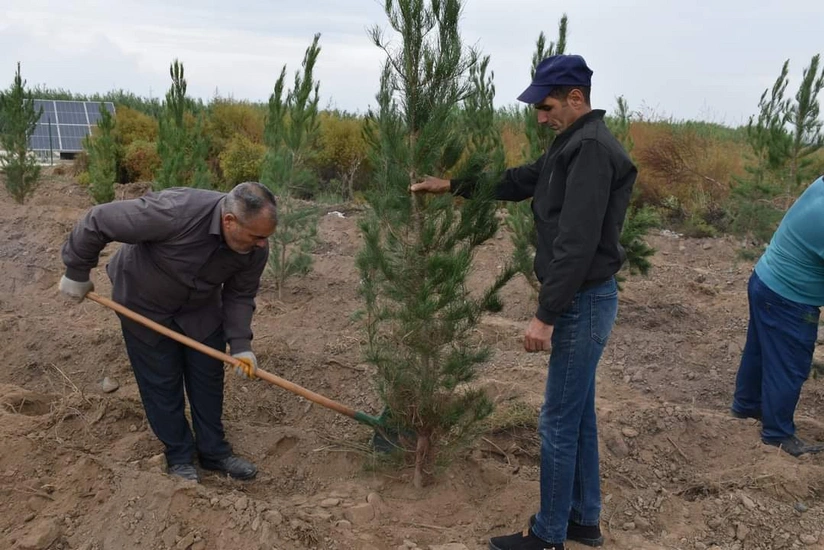 İmişlidə bu gün 600-ə yaxın ağac əkilib