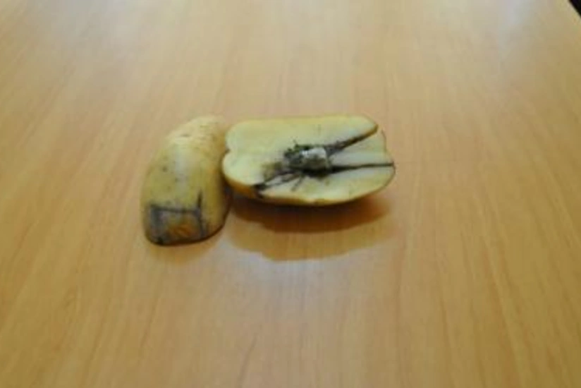 Kartofun içərisində narkotik maddə keçirmək cəhdinin qarşısı alınıb - FOTO