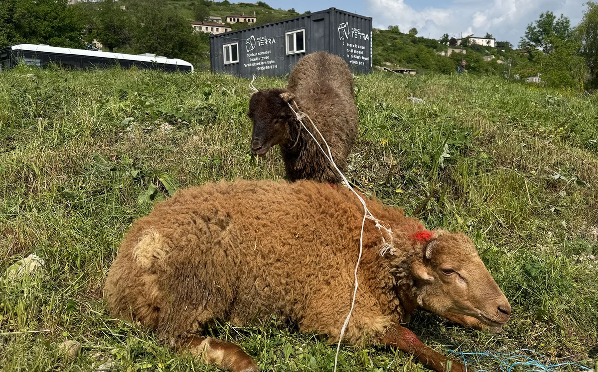 Şuşada qurban kəsilərək sakinlərə paylanılıb