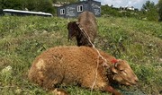 В Шуше по случаю Гурбан-байрам состоялся убой жертвенных животных