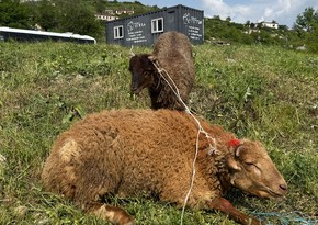 Şuşada qurban kəsilərək sakinlərə paylanılıb