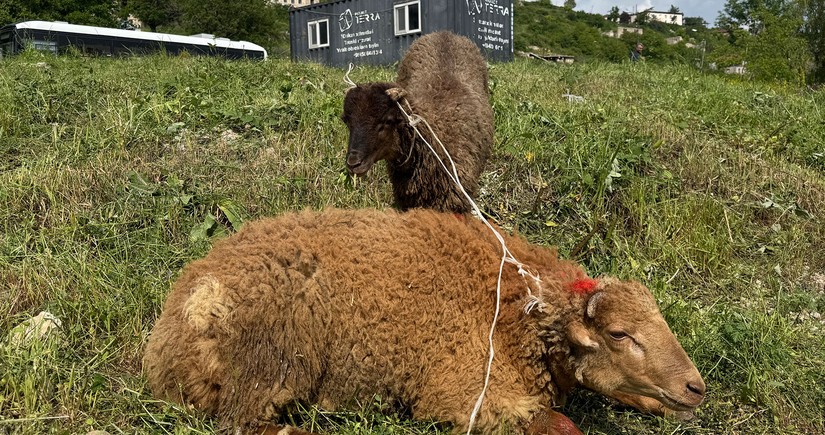 Şuşada qurban kəsilərək sakinlərə paylanılıb