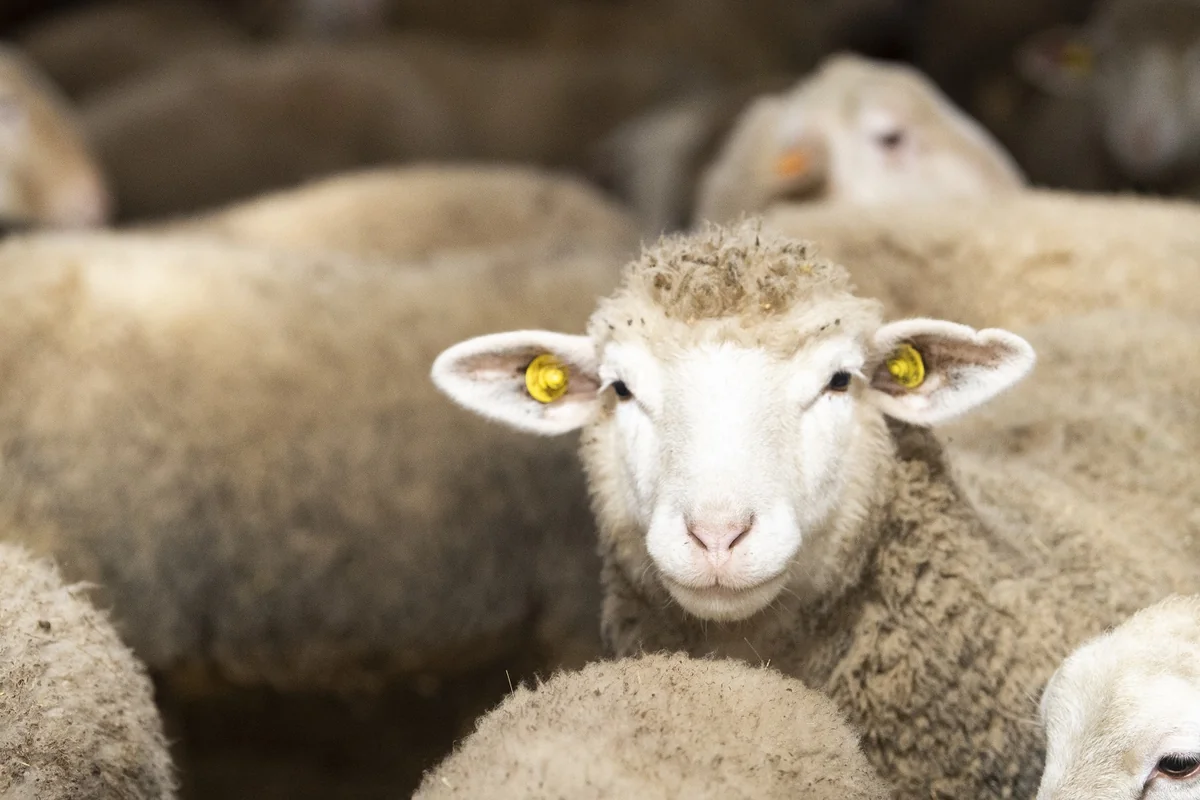 В Азербайджане отмечается Гурбан байрамы