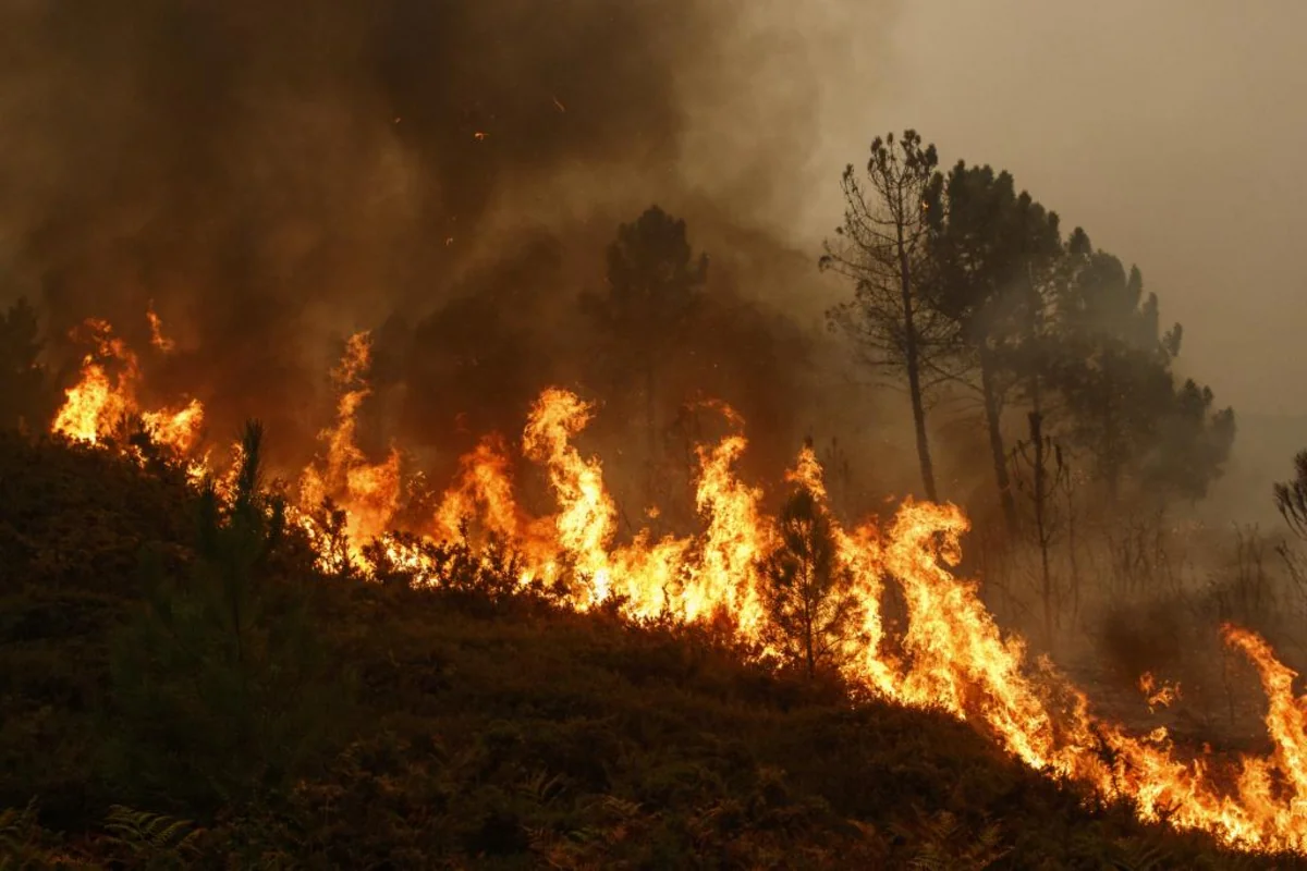 At least 46 reported dead in Chile as forest fires move into densely populated central areas