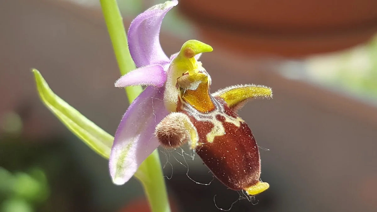 Замминистра: Хары-бюльбюль является венцом Шуши