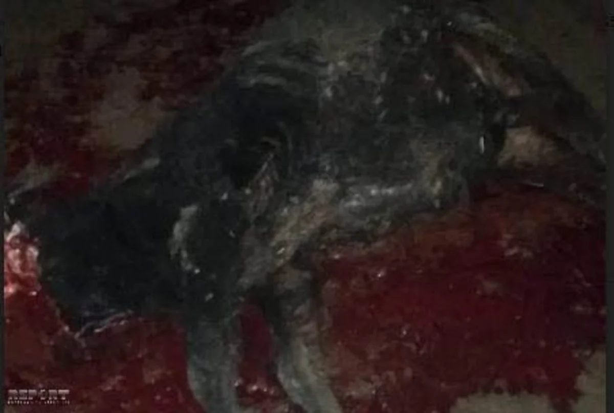 Cəlilabadda avtomobil mal-qara sürüsünü vurub - FOTO