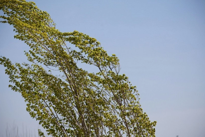 Strong wind expected in Baku tomorrow