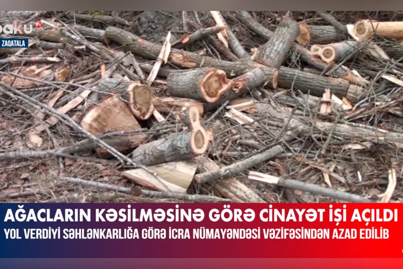 Zaqatalada ağacların qanunsuz kəsilməsi ilə bağlı cinayət işi açılıb, vəzifəli şəxs işdən azad edilib