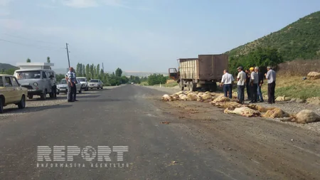 ​İsmayıllıda yük avtomobili 70 baş qoyunu vurub - FOTO