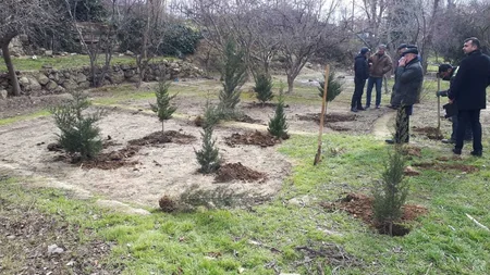 Bakı Şəhər İcra Hakimiyyəti ağac kəsilməsi ilə bağlı şikayəti araşdırıb
