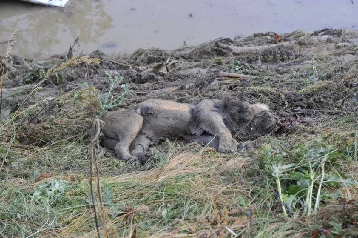 ​Tbilisidə zooparkdan qaçan sonuncu heyvan da tapılıb