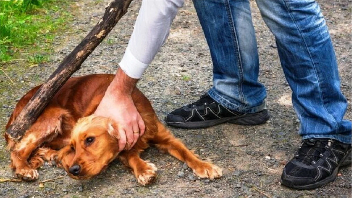 Azerbaijan parliament approves increased fines for animal cruelty