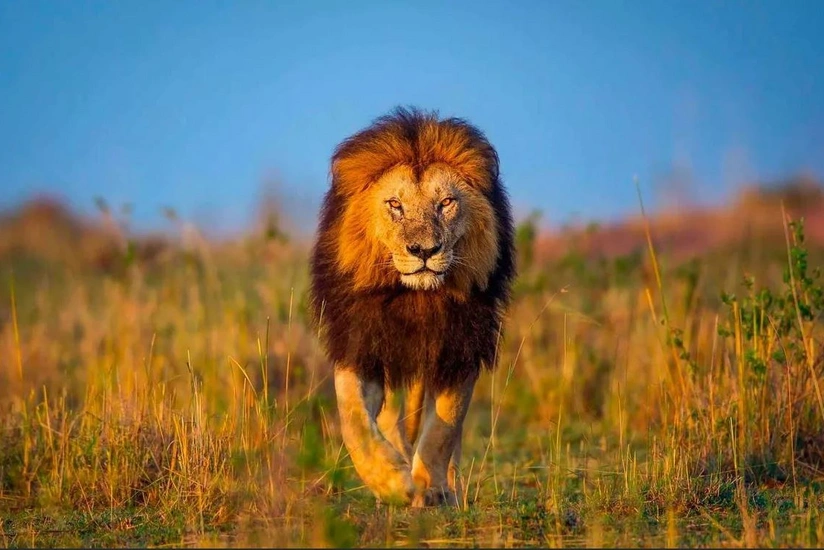 Meksikada yüzlərlə polis və hərbçi şirin axtarışı əməliyyatına başlayıb