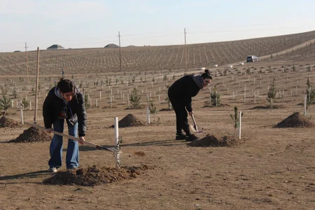 Müşfiqabad qəsəbəsində növbəti ağacəkmə aksiyası keçirilib
