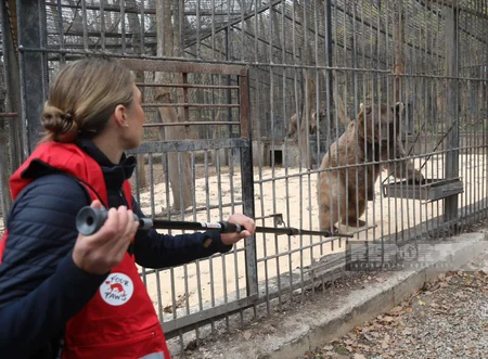 Altıağacda qonur ayılar peyvəndlənib