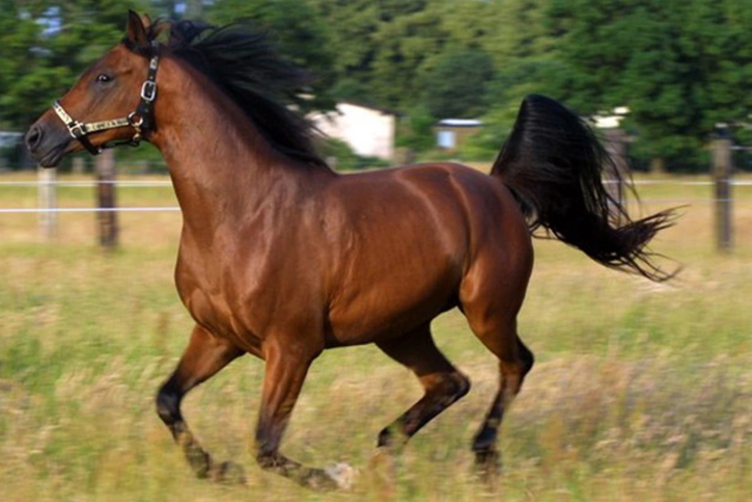 Azerbaijan to start sale of Karabakh horses