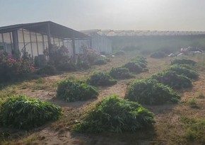 Polis Maştağada xüsusi əməliyyat keçirib, pomidor istixanasında 881 kiloqram narkotik vasitə aşkarlanıb