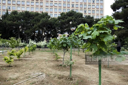 Qarabağdan tinglər gətirib, Bakıda əkə bilərik - Nadir ağaclar parkından REPORTAJ