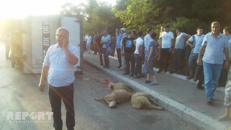 Bakıda heyvanları daşıyan yük maşını aşıb - FOTO