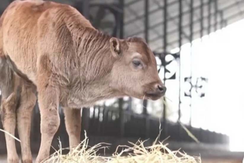 China confirms first successful cloning of endangered cattle breeds