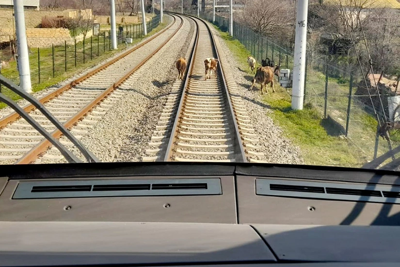 ADY: 7 ayda qatarlar təsərrüfat heyvanları ilə 27 dəfə toqquşub