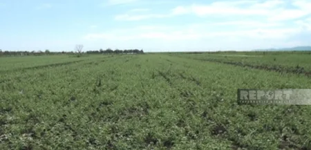 Cəlilabadda rekord həddə paxlalı bitki əkilib, amma suvarmada problemlər yaranıb