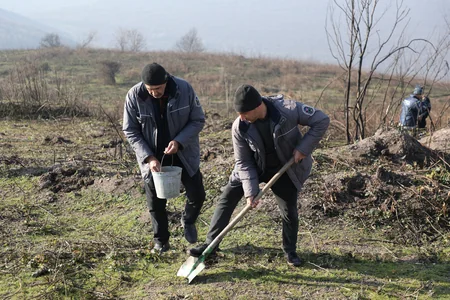 Qəbələnin yanğına məruz qalmış meşə sahəsinə ağac toxumları səpilib