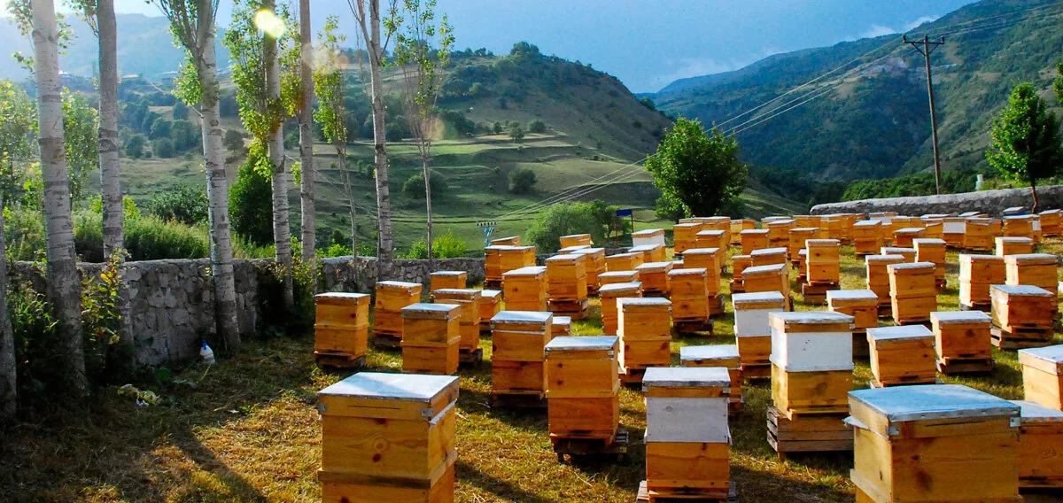 В Джалилабде снизилась урожайность пчеловодческих хозяйств