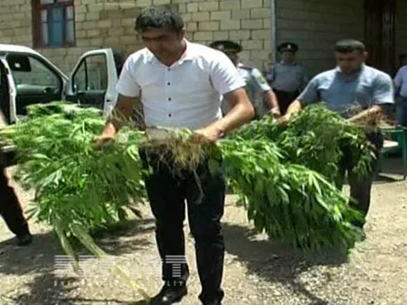 ​Saatlıda çətənə kolu becərən rayon sakini saxlanılıb - FOTO