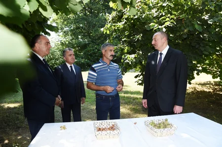President Ilham Aliyev visits hazelnut farm in Gakh district