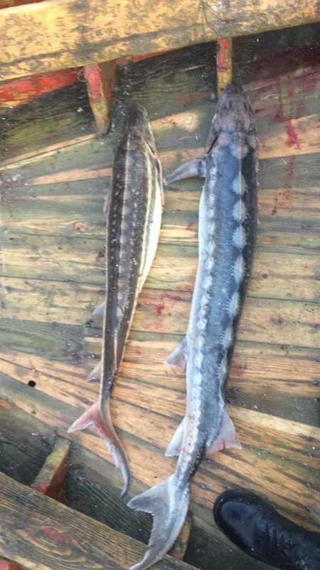 Qanunsuz balıq ovladıqlarına görə 20 nəfər saxlanılıb