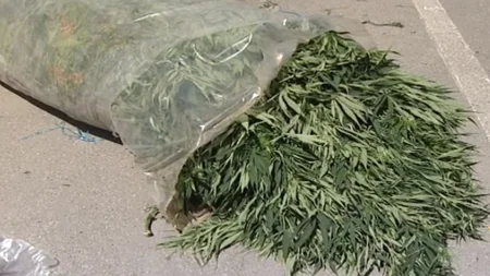 Buzovnada evdən 877 ədəd narkotik tərkibli çətənə kolu aşkar olunub