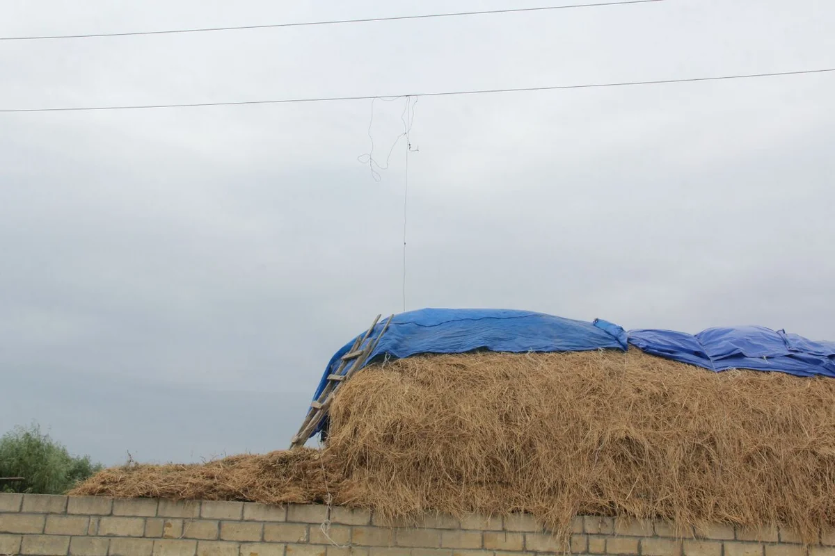 Kürdəmirdə 24 yaşlı oğlan faciəli şəkildə ölüb