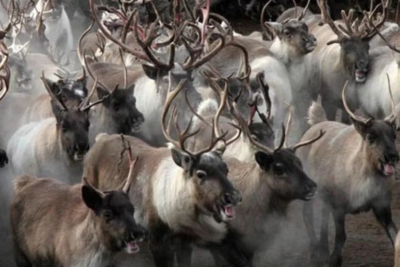 Bakı sakininin 60 baş maralını alan şəxs pulunu verməyib