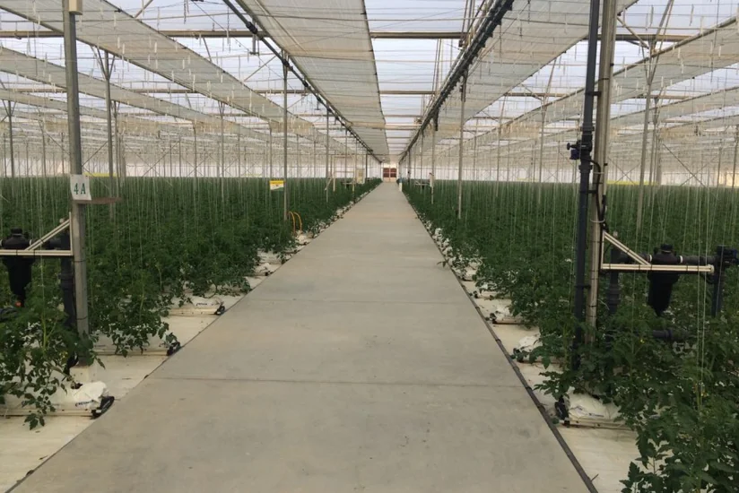 Azərbaycanda müasir toxum istehsalı kompleksi tikilir