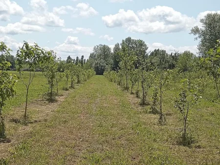 Azərbaycanda payız əkin mövsümü başlayandan 785 mindən artıq ağac əkilib