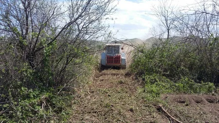 Cocuq Mərcanlıda gün ərzində 1037 ədəd qəlpə aşkar edilib