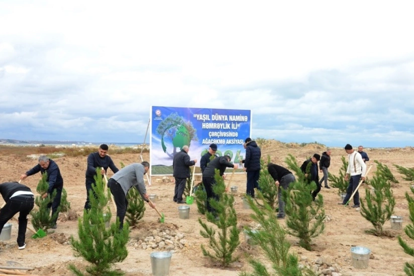 Paytaxtda ağacəkmə aksiyası keçirilib