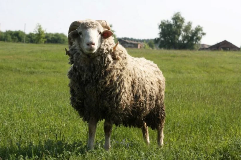 Ağdamda Qurban bayramı qabağı qoyun oğurlayan şəxslər tutulub