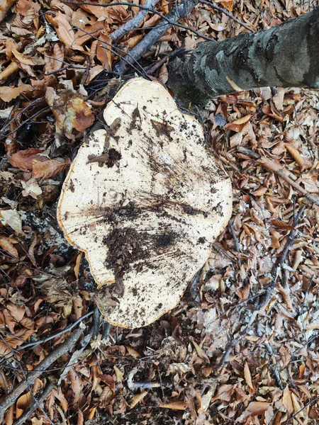 İsmayıllıda vələs və fıstıq ağaclarını qanunsuz kəsən şəxslər saxlanılıb