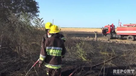 Cəlilabadda yol kənarındakı ağaclar yanıb - FOTO
